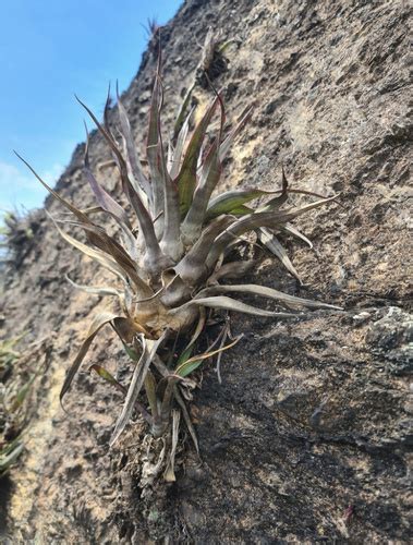 Stigmatodon Costae Inaturalist Ecuador