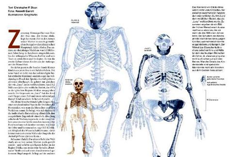 Australopithecus Afarensis Male Female Juvenil Skeleton