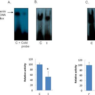 Effect Of Isorhamnetin On Catenin Distribution In Nucleus HEK293