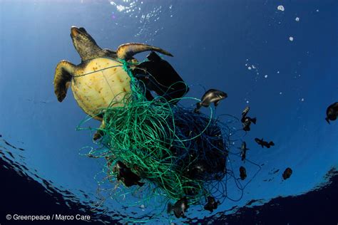 New Greenpeace International Report Reveals Shocking Extent of Threats to Ocean Health - Greenpeace