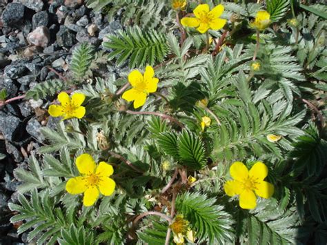 ЛАПЧАТКА ГУСИНАЯ, или ГУСИНАЯ ЛАПКА (Potentilla anserina L.) / Полевая ...