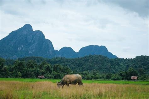 Epic Things To Do In Vang Vieng Laos Artofit