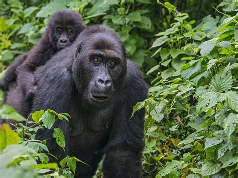 Uganda Safaris And Gorilla Experience Why You Should Visit Uganda