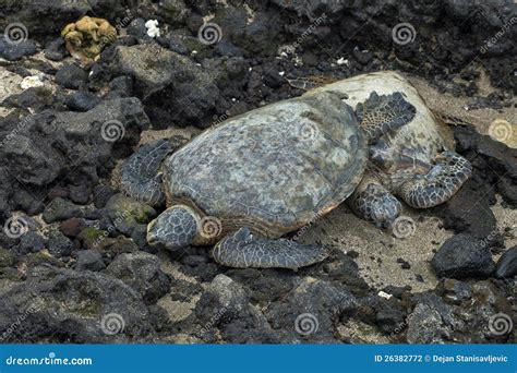 Green Sea Turtles stock photo. Image of endurance, honu - 26382772