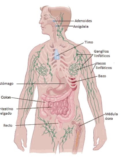 Qué Es El Linfoma De Hodgkin El Tipo De Cáncer Que Padeció Fernando Del Solar Infobae