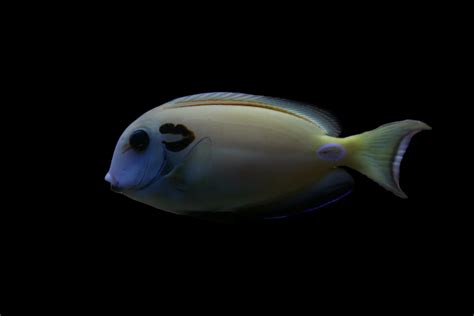 Shop Lieutenant Tang Reeftopia Australia S Source For Premium Fish