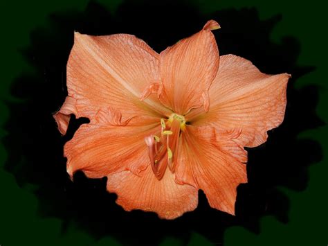 Images Orange Flower Amaryllis Closeup