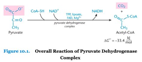 Mcat Biochemistry Chapter Carbohydrate Metabolism Ii Aerobic