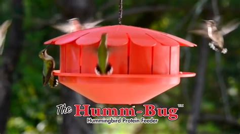 Humm Bug Hummingbird Protein Feeder Youtube