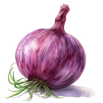 Watercolor Onion Vegetable Clip Art Onion Watercolor Hand Png