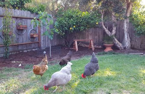 Backyard Chickens: The Top 18 Breeds for Your Flock ~ Homestead and Chill