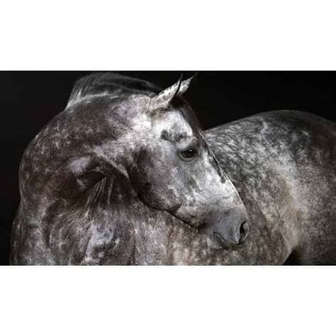 What is a Dapple Grey Horse? Horse Dappling explained - Seriously Equestrian