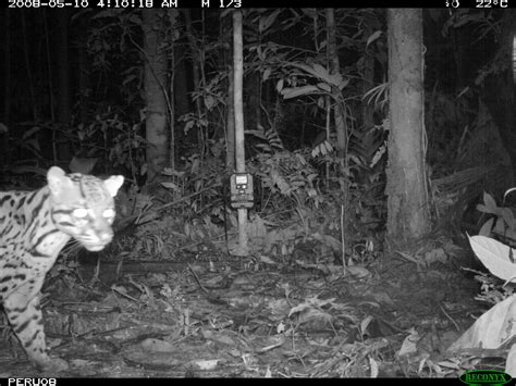 Ocelot This Ocelot Leopardus Pardalis Was Photographed I Flickr