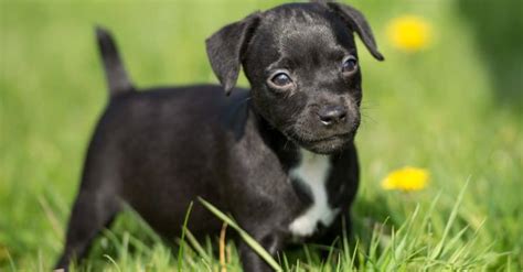 Patterdale Terrier A Z Animals