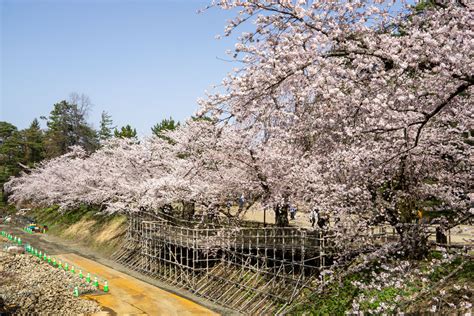 【ソメイヨシノは7分咲き】弘前公園 園内の桜の様子（2023年4月12日） 弘前さくらまつり Hirosaki Cherry