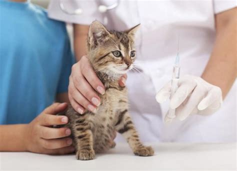 Ронколейкин для кошек - инструкция