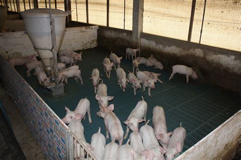 Pig Farming and Related Industry: Pig Farming Area