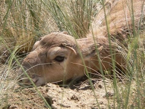 Saiga Calf The Saiga Resource Centre