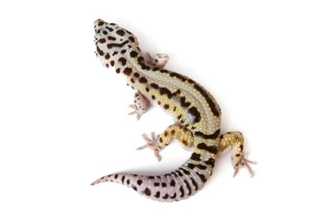 Adult Bold Stripe Leopard Gecko Eublepharis Macularius Captive Bred