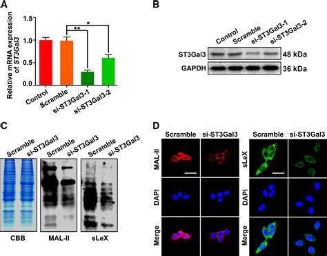 The Sialyltransferase St Gal Facilitates The Receptivity Of The