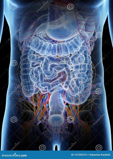 Anatomy Of Right Side Abdomen - RYZE Superfoods