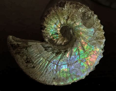 アンモナイト Ammonite Hoploscaphites Plenus South Dakota Usa Fox Hills