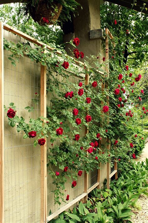 Diy Garden Trellis Trellis Plants Garden Vines Garden Wall Trellis