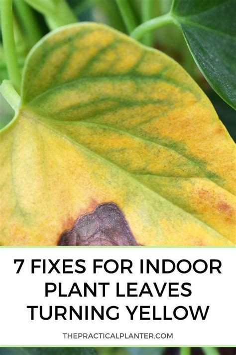 Indoor Plant Leaves Turning Yellow Fixes For 7 Common Causes Plant Leaves Turning Yellow