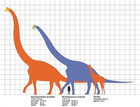 Brachiosaurus Size