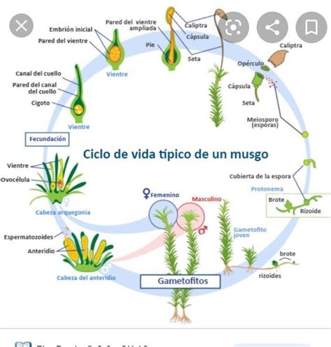 Ciclo De Vida Del Musgo Ciclo De Vida The Best Porn Website