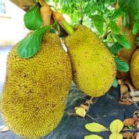 Best Jackfruit Varieties: Taste, Texture & Production ...