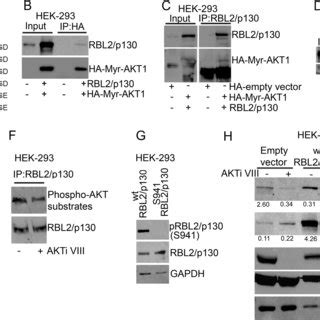 Akt Interacts With And Phosphorylates Rbl P A Rbl P Contains A