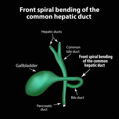 The Structure Of The Amoeba Is Intestinal Gastrointestinal Amebiasis Infographics Vector