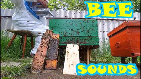 Tons Of Bees Flying At Beehive Bee Sounds Relaxation YouTube