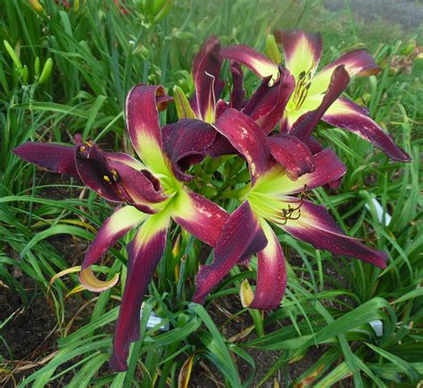 Stardreamer Daylilies Websters Purple Wonder