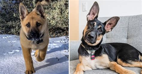 29 Of The Cutest German Shepherd Mixes On The Internet – German ...