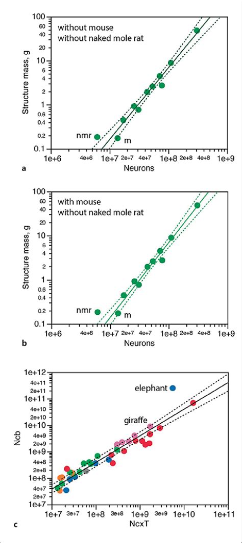 Naked Mole Rat Nmr And Elephant Are Outlier Species A The Power Law