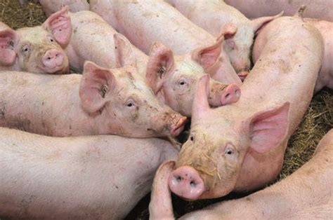 Peste porcine africaine appel à la vigilance DRAAF Nouvelle Aquitaine