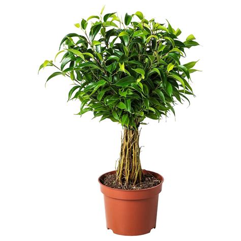 Ficus Benjamina Natasja Pflanze Ficus Kleinblättrig Ikea