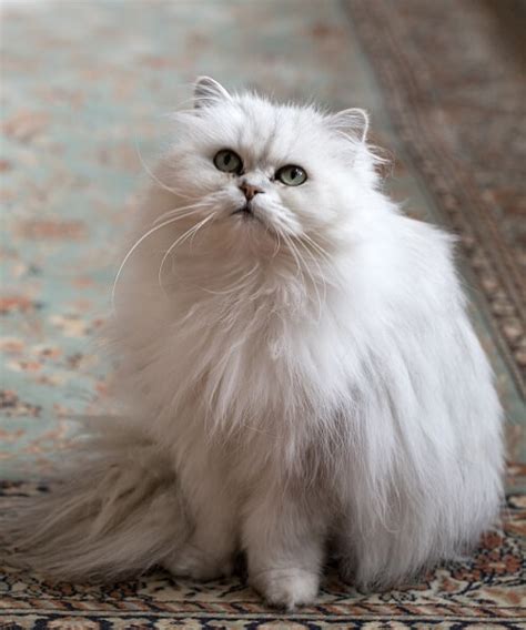 Chantilly / Tiffany Cat Breed: Size, Appearance & Personality