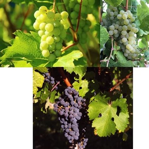 Videiras De Uvas De Vinho Plantis4you