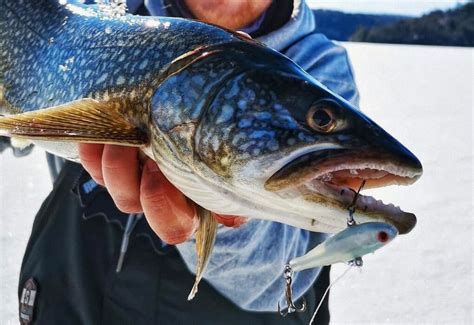 Lake Trout Ice Fishing Beginners Guide To Lakers