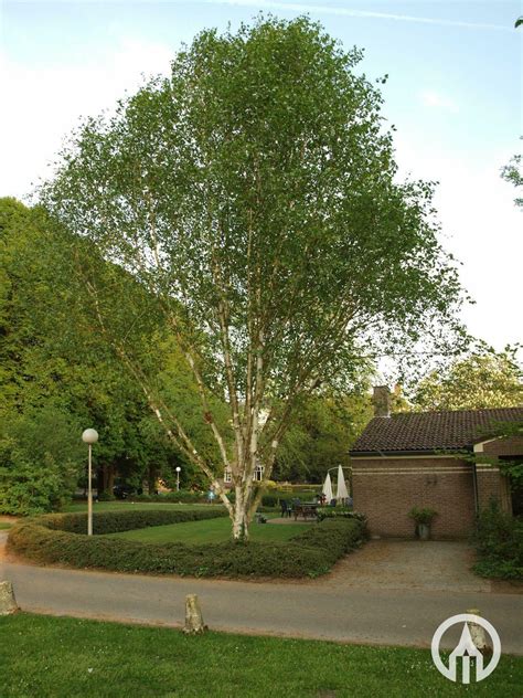 Betula Utilis Doorenbos White Himalayan Birch Multi Trunk