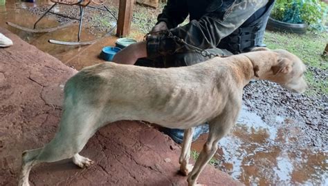 Policiais Militares do 3 BABM de São Luiz Gonzaga resgatam cão em