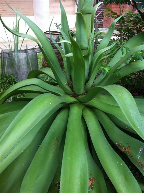 Gardening Dream Inspire: A flowering Agave plant in the neighborhood.