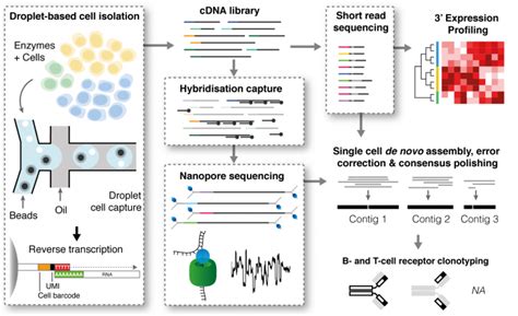 Simultaneous Multiplexed Amplicon Sequencing And Transcriptome