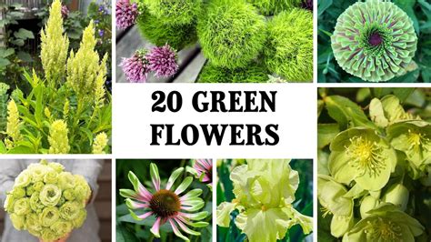 20 Naturally Green Flowers: Complete With Names and Pictures | Almanac.com