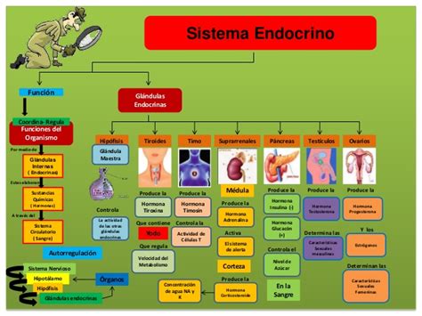 Mapa Conceptual De Sistema Endocrino Png Pedicas Images And Photos