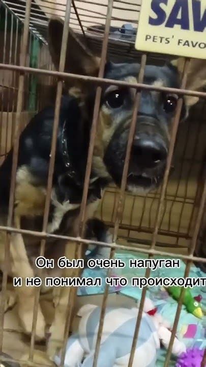 История Севы #собака #приютдлясобак #животные #собаки #собачьяжизнь # ...