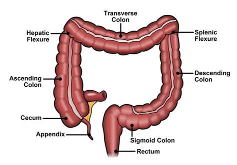 The Importance Of Comfort Patient Gender Selection In Colorectal